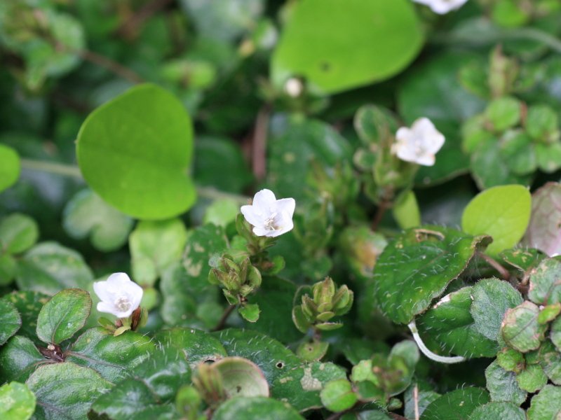 🏛️ 미야코지마시 종합박물관 (미야코지마시 소고 하쿠부쓰칸) 이미지 4